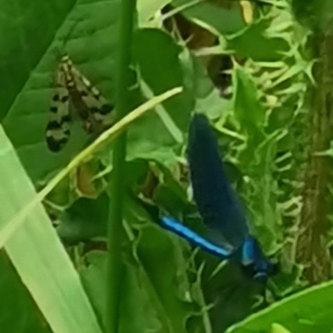 Zwei Fluginsekten im Grün. Und blauflügelige Prachtlibelle und ein Insekt mit schmalen, beige-schwarz getupften Flügeln